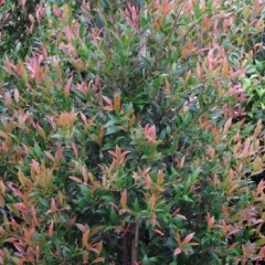 Acmena smithii 'Red Tip' - Lilly Pilly